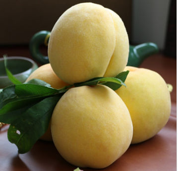 砀山特产 直供黄桃 新鲜水果 优质黄桃 批发零售