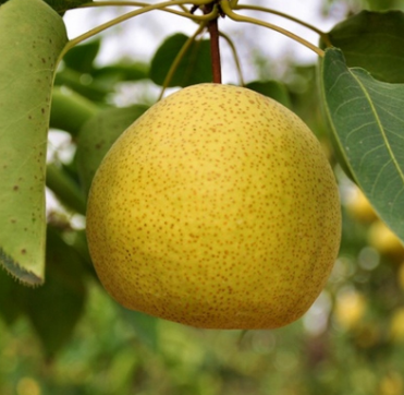 砀山特产 农村直供酥梨 新鲜水果 优质酥梨