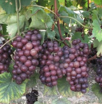 供应批发夏黑葡萄 正品保障 自产自销 量大优惠