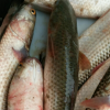 全国供应鲜活海鲜水产批发 支鱼 鲻鱼 鲜活鱼类