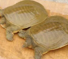 大量批发供应鲜活万绿湖生态甲鱼，野生水鱼图3