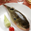 鱼类批发 特种养殖 无毒活河豚（菊黄）|鲥鱼|黄鱼|长江刀鱼