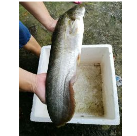 广东鱼杂交鲶鱼苗 鲶巴朗 南方大口鲶 大河鲶鱼苗批发包邮图3