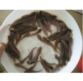 广东鱼苗养殖场批发本地塘鲺鱼苗 胡子鲶 土塘虱鱼苗免邮！图3