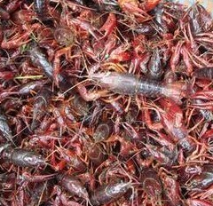 大量批发小龙虾图2