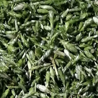 轮叶黑藻（节节草） 芽孢图2