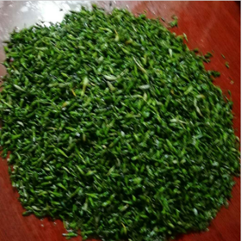 轮叶黑藻（节节草） 芽孢图3