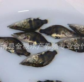 批发销售桂鱼各个规格的鱼苗 100%好货图2