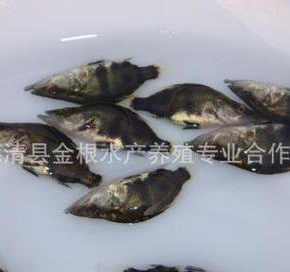 批发销售桂鱼各个规格的鱼苗 100%好货图3