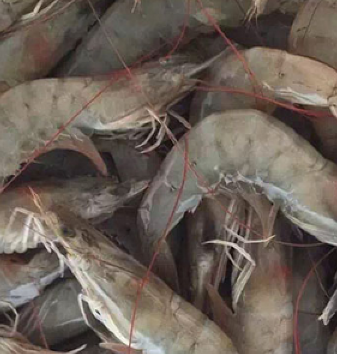 海虾鲜活 活虾 对虾 基围虾新鲜大虾图2