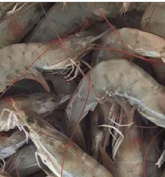 海虾鲜活 活虾 对虾 基围虾新鲜大虾图3