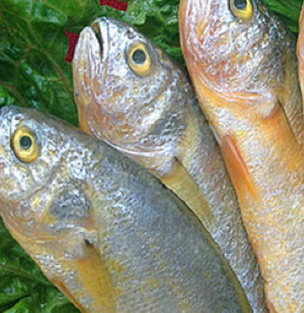 大黄花鱼 海鱼 新鲜野生 鲜活黄花鱼 深海海鲜鱼 大头黄 3斤包邮图3