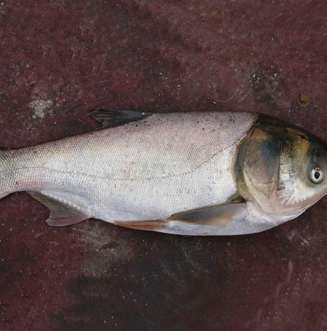 供应优质淡水白鲢 鲢鱼 野生白鲢鱼 新鲜鱼类生态水养殖
