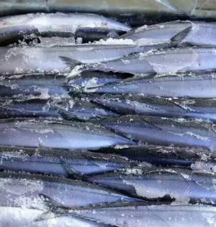供应 优质冷冻1号秋刀鱼 水产品海鲜鱼