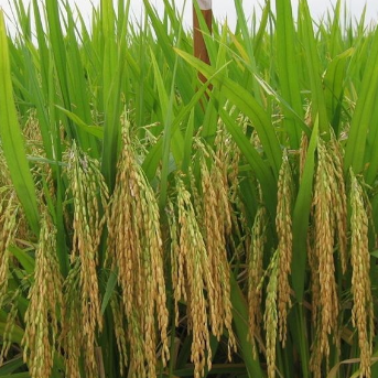 农场直销欧优质粳稻谷