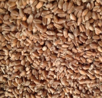 农场直销优质五谷杂粮小麦