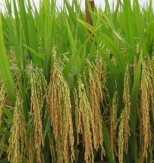 农场直销优质高产水稻