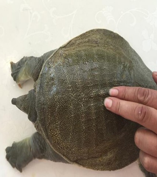 甲鱼 优质甲鱼 生态甲鱼图3