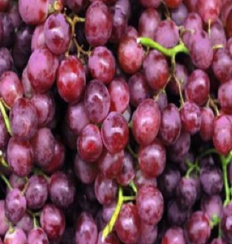 供应 优质葡萄 新鲜采摘 新鲜水果