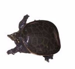 供应鲜活水产有机甲鱼王八鳖仿野生图2