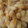 大量供应优质鸡苗 存活率高、饲养成本低