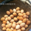 供应 安徽农家有机生态土鸡蛋 正宗散养土鸡蛋 新鲜营养土鸡蛋