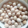 正宗杂粮散养土鸡蛋 新鲜农家营养鸡蛋