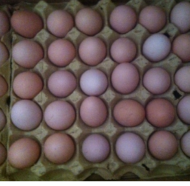 合肥市土鸡蛋批发长期有效