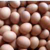 专业销售无公害鸡蛋 大量供应