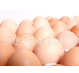 本公司大量供应优质安风产品土鸡蛋图3