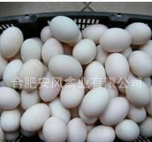厂家大量供应优质安风禽蛋产品 生鸭蛋