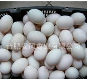 厂家大量供应优质安风禽蛋产品 生鸭蛋图2