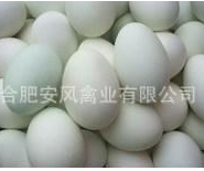 厂家大量供应优质安风禽蛋产品 生鸭蛋图3