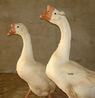 天然散养商品鹅图3