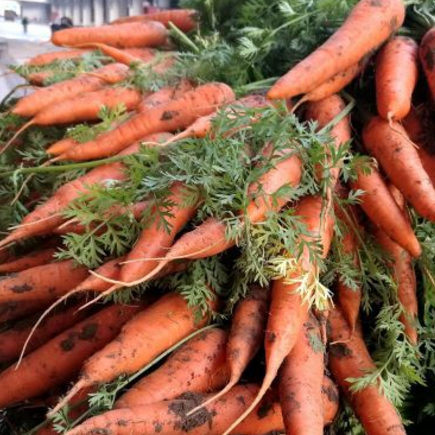 5斤装农家自种新鲜胡萝卜 适合孕妇宝宝食用 沙拉菜 包邮图3
