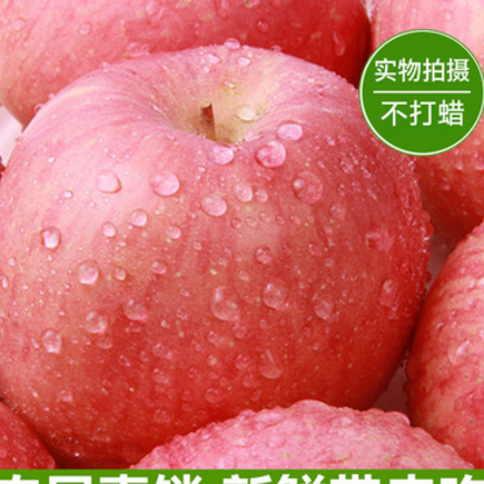 预售新鲜苹果 苹果水果 现摘批发 产地直销膜袋红富士 量大从优图3
