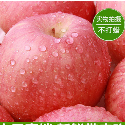 预售产地直销苹果 新鲜红富士苹果 脆甜纸加膜红富士 现货批发图3