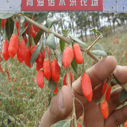青海柴达木伍铭坊枸杞 诺木洪红枸杞子130/50g枸杞批发图2