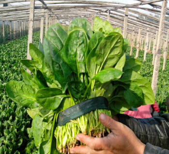 绿色无公害农家蔬菜 菠菜图2
