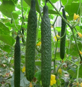 供应黄瓜 种植销售 10斤一件图3