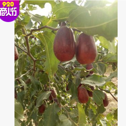新疆特产和田大枣二级未加工四星骏枣 散装红枣500g厂家批发图2