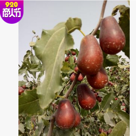 新疆特产和田大枣二级未加工四星骏枣 散装红枣500g厂家批发图3