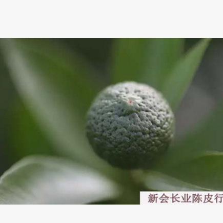 青皮柑仔柑胎 新会陈皮小粒无枝柑胎果茶 柑胎仔 原产地直供图3