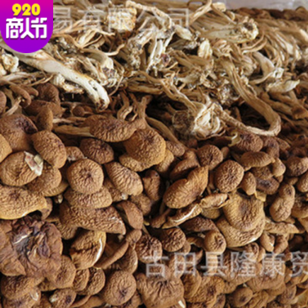 不开伞茶树菇散装 古田茶树菇干货农家野生 古田特产厂家批发直销图3