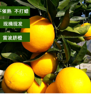 雷波脐橙 大凉山雷波脐橙 香甜橙子水果 【单果重2-3两】10斤 20斤批发图2
