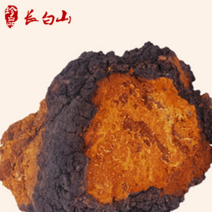 野生白桦茸500克 桦褐孔菌/桦树 吉林长白山特产 2018新货