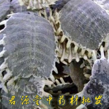 中药材 鳖甲 甲鱼壳 新货 厂家直销 君源堂中药材批发