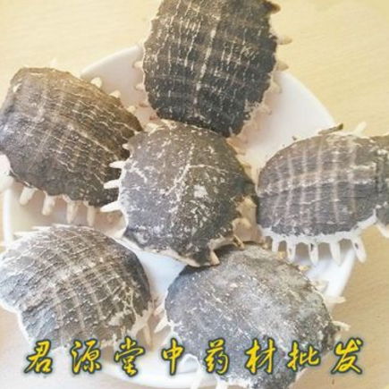 中药材 鳖甲 甲鱼壳 新货 厂家直销 君源堂中药材批发图2