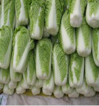优质白菜+绿色蔬菜，安全放心菜就在民生源蔬菜