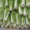 优质白菜+绿色蔬菜，安全放心菜就在民生源蔬菜